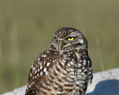 Burrowing Owl Profile.jpg