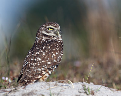 Female Burrowing Owl on the Nest.jpg