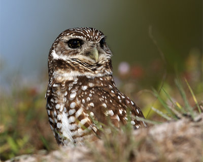 Owl Closeup.jpg