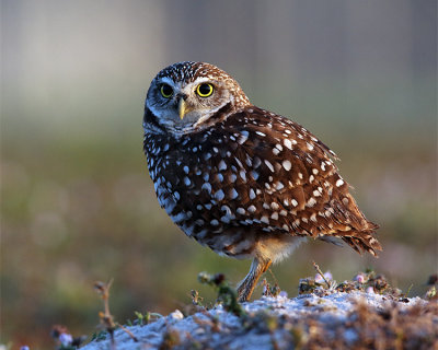 Owl on the Mound.jpg