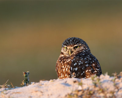 Sunrise Owl.jpg