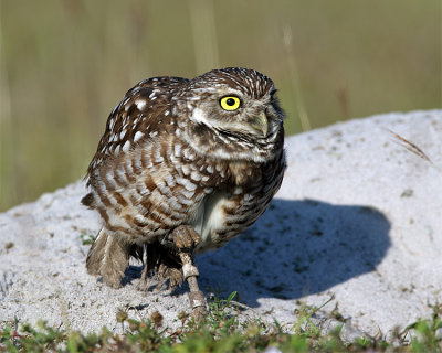 Whooo Are You Looking At.jpg