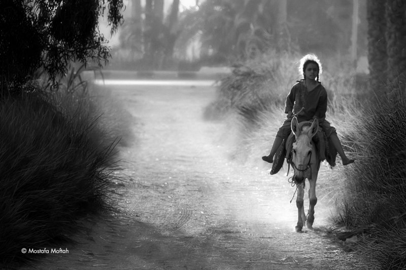 Riding on her Donkey | Egypt