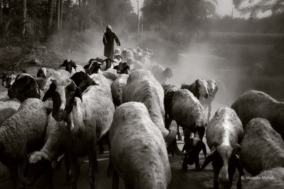 Sheep Herd | Tarfaya Village, Giza, Egypt