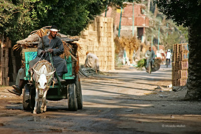 Donkey Cart | Giza, Egypt