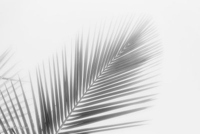 Palm Leaf