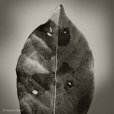Leaf