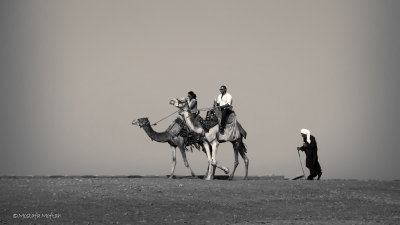 Camel Ride