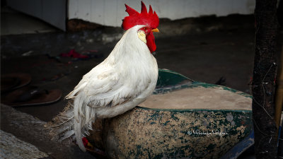 Mumbaikar Cock