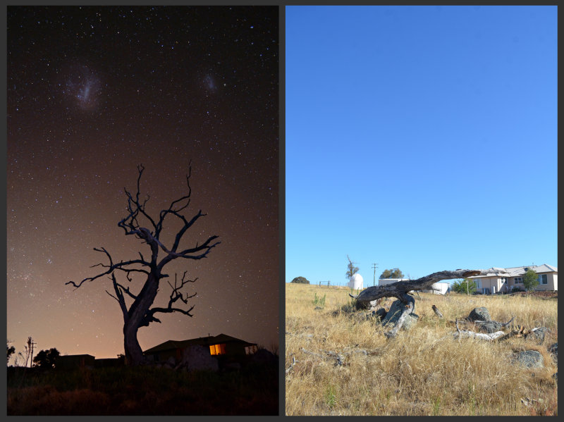 The Wallaroo Tree is no more.....