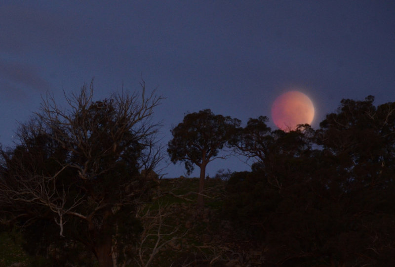 Blood Moon