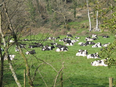 Cows