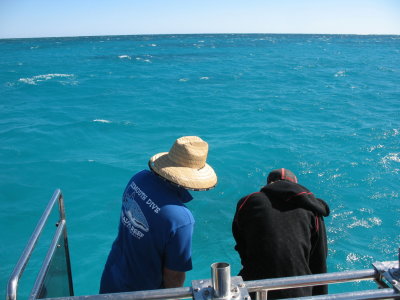 Exmouth, Whale Sharks watching