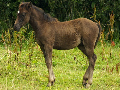 Welsh Cob Foal