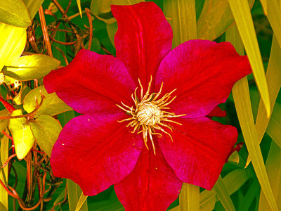 Clematis