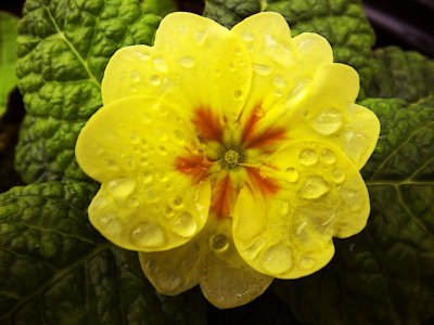 Primrose 