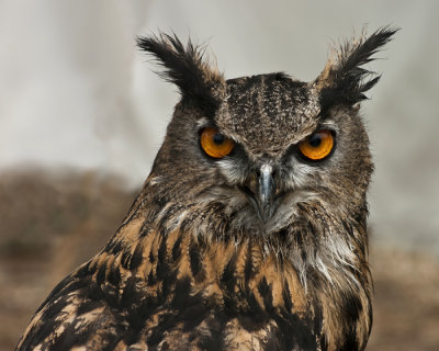 eagle owl from rens fair - sm.jpg