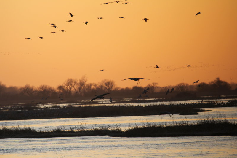 Cranes coming IMG_9108.jpg