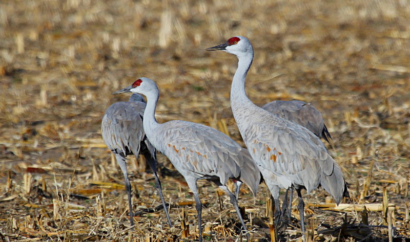 crane face walking IMG_0110.JPG