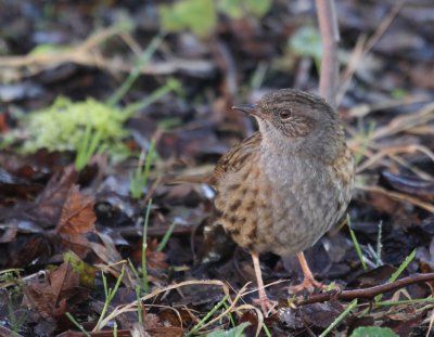 Dunnock  Hinchingbrooke IMG_8699.JPG