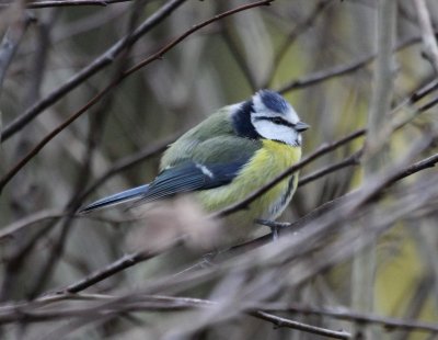 Blue Tit  Hinchingbrooke IMG_8580.JPG