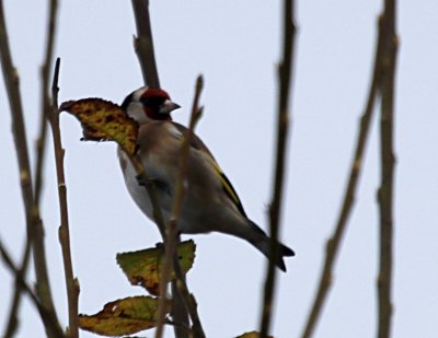 Goldfinche  Hinchingbrooke IMG_8611.JPG
