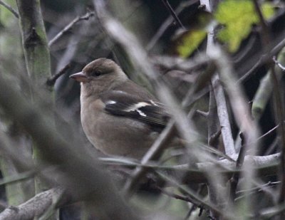 Chaffinch  Hinchingbrooke IMG_8605.JPG