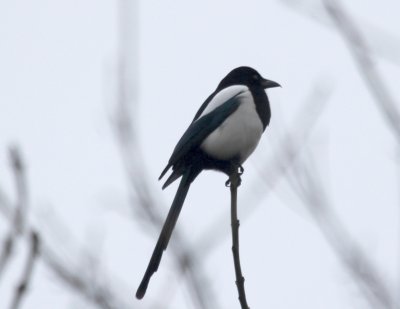 Magpie  Hinchingbrooke IMG_8601.JPG