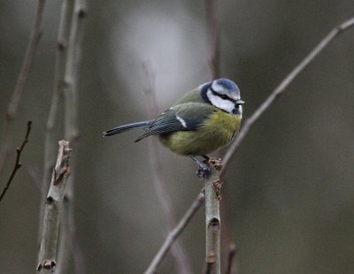 Blue Tit  Hinchingbrooke IMG_8640.JPG