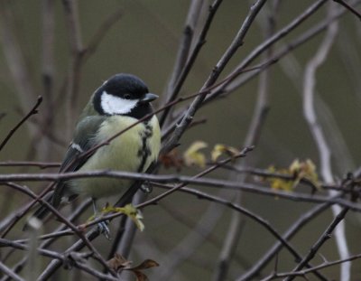 Great Tit  Hinchingbrooke IMG_8645.JPG