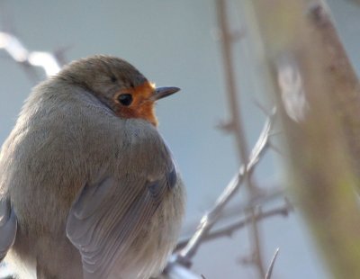 English Robin  Hinchingbrooke IMG_8712.JPG