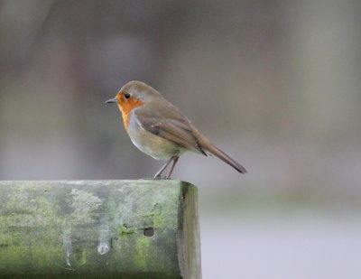 huntingdon_cambridgeshire