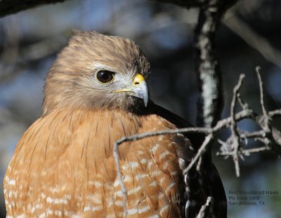 Red Shouldered Hawk  mybkydIMG_7998.JPG