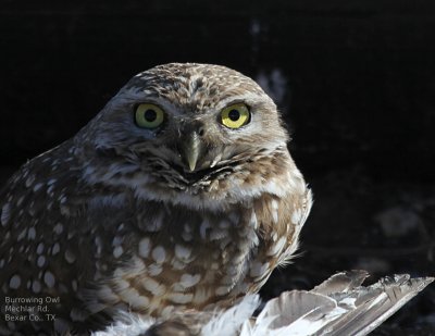 Burrowing Owl  Mechlar Rd IMG_7954a .jPG