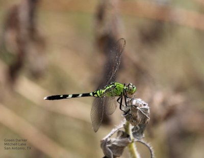 Green Dragonfly  Mitchell Lake IMG_8342.jPG
