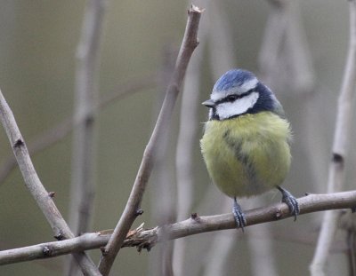 Blue Tit  Hinchingbrooke IMG_8652.JPG