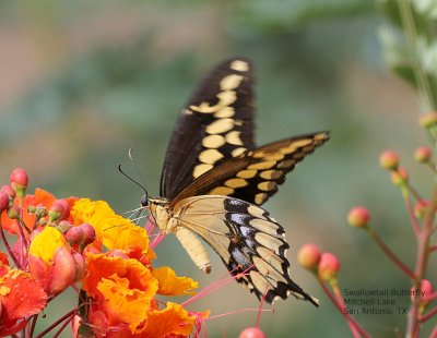 Gratuitous Butterflies  Mitchell Lake IMG_8306.jPG