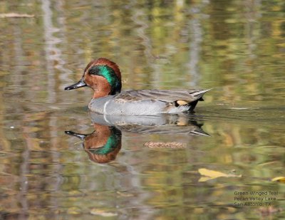 Green Winged Teal IMG_8833.jPG