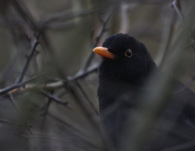 English Blackbird  Hinchingbrooke IMG_8689.JPG
