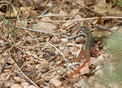 Baby Spotted Whiptail  Mitchell Lake IMG_8333.jPG