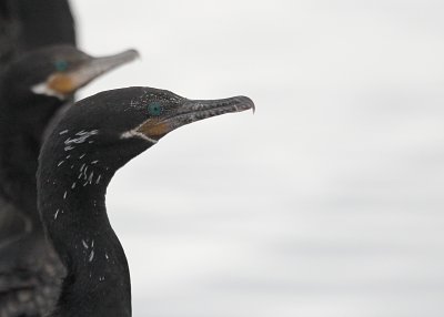 Neotropic Cormorant  Woodlawn lakeIMG_8495.jPG