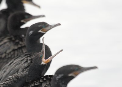 Neotropic Cormorant  Woodlawn lakeIMG_8491.JPG