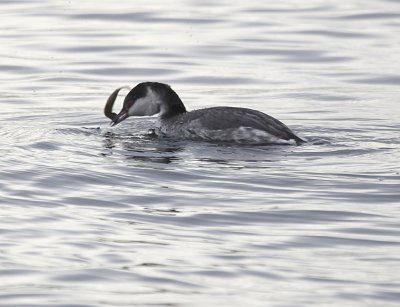 Lincoln park grebe w preyIMG_9045.jpg