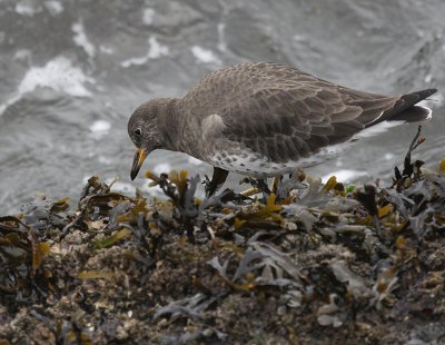 Rock Sandpiper Alki beach IMG_9014.jPG