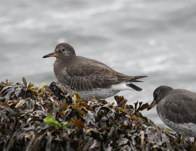 Rock Sandpiper Alki beach IMG_8990.jPG