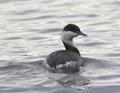 Lincoln park grebe IMG_9049.jpg