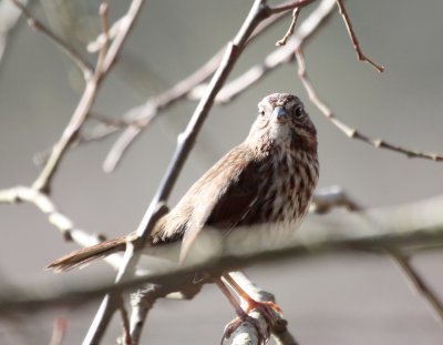 Fox Sparrow IMG_9017.JPG