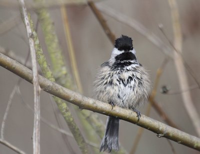 Blk-Capped Chickadee after bath IMG_9018.JPG