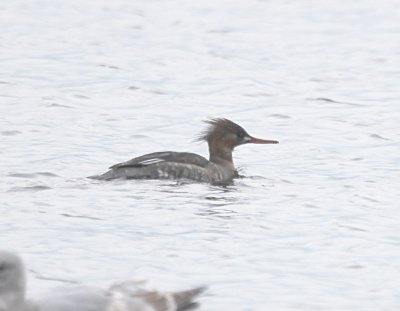 Red Breasted Merganser Alki IMG_9084.JPG