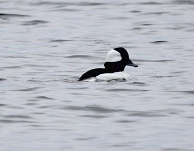 Bufflehead AlkiIMG_9086.JPG